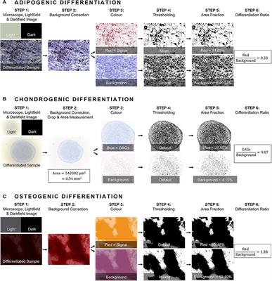 Validation of a color deconvolution method to quantify MSC tri-lineage differentiation across species